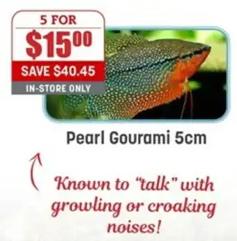 Pets Domain Pearl Gourami 5cm offer