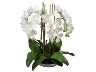 LivingStyles Montray Artificial Phalaenopsis Orchid in Pot, 65cm, White Flower offer