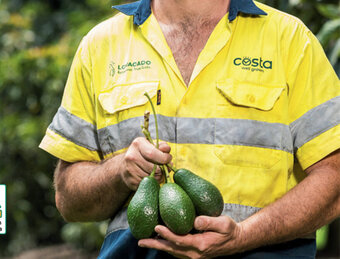 ALDI Australian Hass Avocados offer