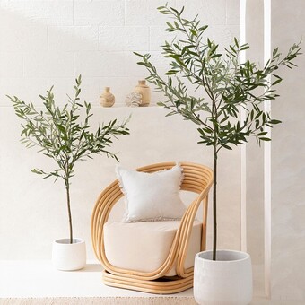 Pillow Talk Fruitless olive tree by m.u.s.e. offer