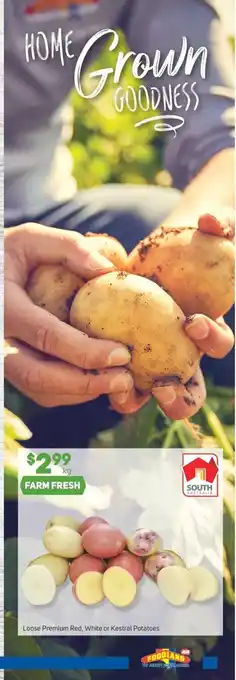 Foodland Loose Premium Red, WHite or Kestral Potatoes offer