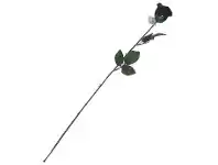 The Party People Shop Rose - Black, Long Stem offer