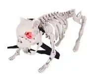 The Party People Shop Dog Skeleton - Black Bow offer
