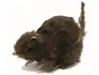 The Party People Shop Rat - Furry, Small Assorted offer