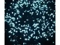 String Lights - 500 LED Solar, White Tango