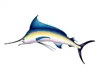 Backdrop Add-ons - Marlin