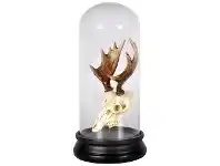 Aroll Sculpture-in-Dome Display, Moose Skull