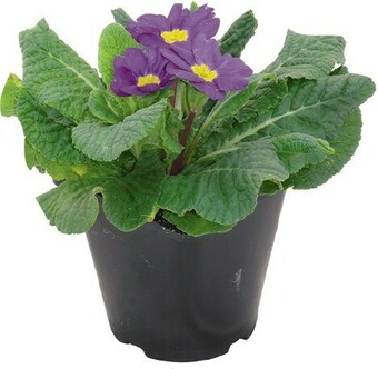 IGA Potted Assorted Colour Small offer