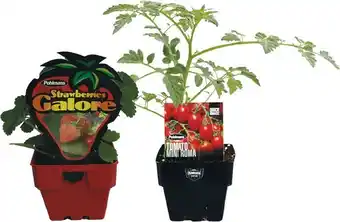 Woolworths Potted Tomatoes or Potted Strawberries offer