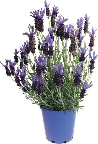 Woolworths Potted Lavender offer