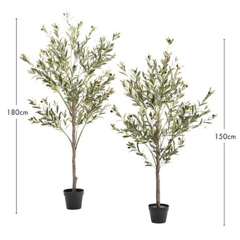 Tuscan olive tree by m.u.s.e.