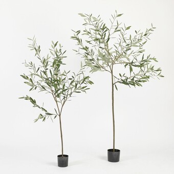Pillow Talk Fruitless olive tree by m.u.s.e. offer