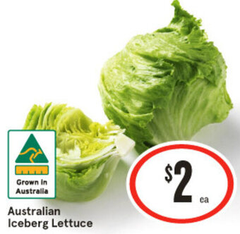 Australian Iceberg Lettuce