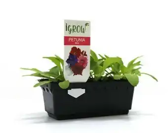 BIG W iGrow Flower Seedlings offer
