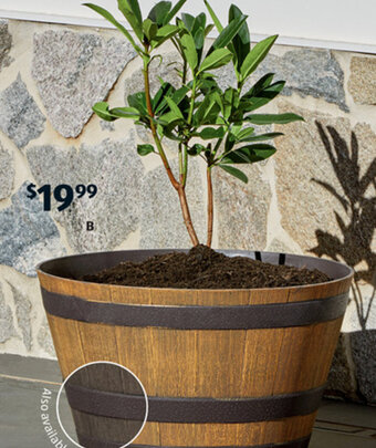 ALDI B Whiskey Barrel Planter offer