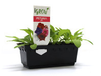 BIG W iGrow Flower Seedlings offer