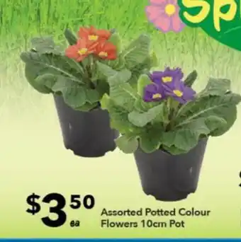 Ritchies Assorted Potted Colour Flowers 10cm Pot offer