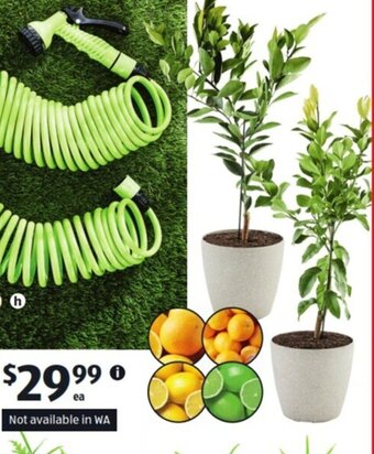 ALDI Assorted Dwarf Citrus offer