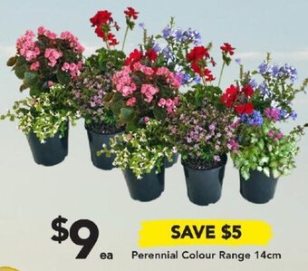 Drakes Perennial Colour Range 14cm offer