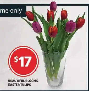 ALDI Beautiful Blooms Easter Tulips offer