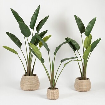 Pillow Talk Bird of paradise plant by m.u.s.e offer