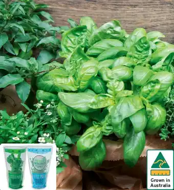 IGA Australian Assorted Potted Herbs offer