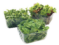Foodworks Baby Spinach, Rocket, & Mesculin Salad Mixes 100g offer