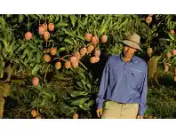 Mangoes