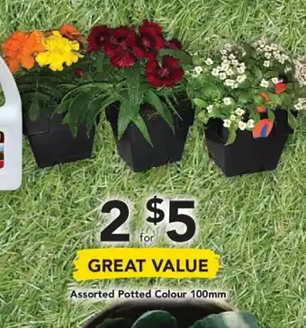 Drakes Assorted Potted Colour 100mm offer