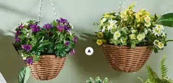 Spotlight Potted Plants & Planter Pots - Bellis Wicker Hanging Basket offer