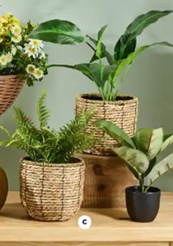 Spotlight Potted Plants & Planter Pots - Fern in Rattan Basket 35.5cm offer