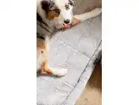 BIG W Perfect Pet Bolstered Faux Fur Mat X-Large offer