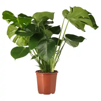 IKEA Monstera potted plant, swiss cheese plant, 24 cm offer