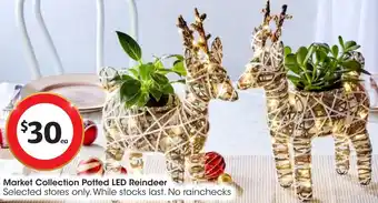 Market Collection Potted LED Reindeer