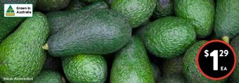 Foodworks Hass Avocados offer