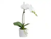 LivingStyles Kacie Artificial Phalaenopsis Orchid in Pot, 48cm, White Flower offer