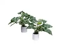 LivingStyles Glamorous Fusion Potted Artificial Caladium Twin Set, 40cm, Green Vein offer