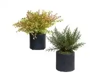 LivingStyles Glamorous Fusion Potted Artificial Shell Bush & Cypress Bush Set offer