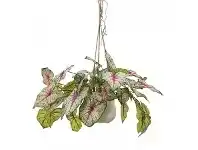LivingStyles Glamorous Fusion Artificial Caladium in Hanging Pot, 60cm, Red Vein offer