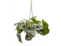 LivingStyles Glamorous Fusion Artificial Wax Begonia in Hanging Pot, 60cm, Red Vein offer