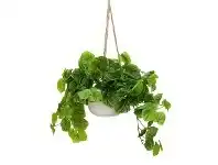 LivingStyles Glamorous Fusion Artificial Peperomia Caperata in Hanging Pot, 72cm, Green offer