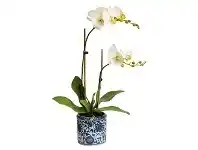 LivingStyles Dynasty Artificial Phalaenopsis Orchid in Pot, 30x55cm, Apple Green Flower offer