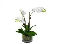 LivingStyles Thatcher Artificial Phalaenopsis Orchid in Pot, 37cm, White Flower offer