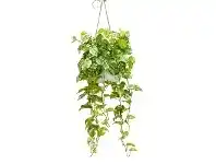 LivingStyles Glamorous Fusion Artificial Marble Pothos in Hanging Pot, 110cm offer