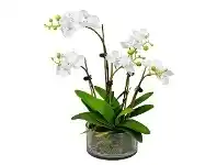 LivingStyles Thatcher Artificial Phalaenopsis Orchid in Pot, 36cm, White Flower offer
