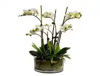 LivingStyles Thatcher Artificial Phalaenopsis Orchid in Pot, 46cm, Apple Green Flower offer