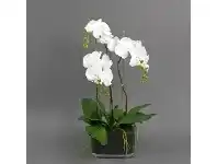 LivingStyles Jimberly Artificial Phalaenopsis Orchid in Pot, Small offer
