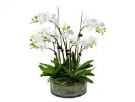 LivingStyles Thatcher Artificial Phalaenopsis Orchid in Pot, 46cm, White Flower offer