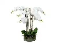 LivingStyles Thatcher Artificial Phalaenopsis Orchid in Pot, 69cm, White Flower offer