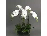 LivingStyles Jimberly Artificial Phalaenopsis Orchid in Pot, Medium offer